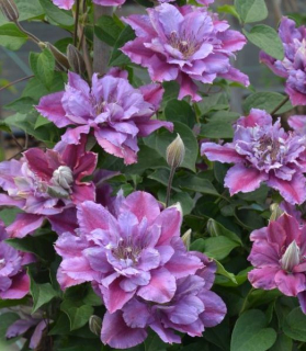 Clematis 'Birthday Girl' PBR